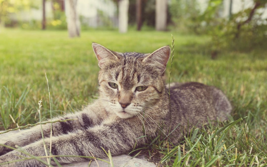 3 Questions to Ask Before You Are Visiting a Cattery in Ashington