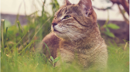 Cattery In Morpeth