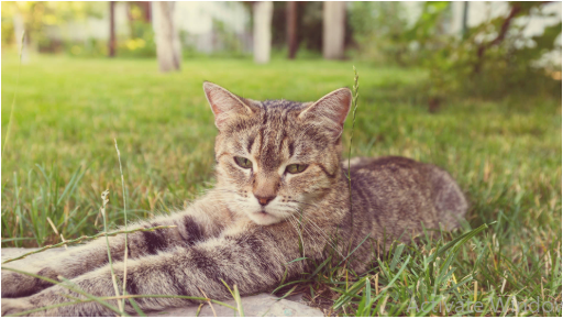 Ensuring Feline Comfort: Perfect Temperature Control in the Cattery