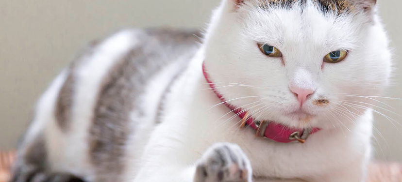 How a Cattery Takes Care of the Young Cats?